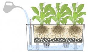 self_watering